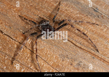 Walnut Orb-Weaver Spider, Walnuss Orb Weaver Spider, Männlich, Männchen, Nuctenea Umbratica, Spaltenkreuzspinne, Spalten-Kreuzspinne Stockfoto