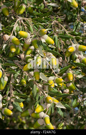 Steineiche, Holly Eiche, immergrüne Eiche, Eiche, Obst, Eichel, Eicheln, Steineiche, Stein-Eiche, Früchte, Frucht, Eicheln, Quercus Ilex Stockfoto