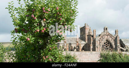 Apple "Blutigen Ploughmans" auf dem Baum in Priorwood Gärten Obstgarten mit St Marys Abbey im Hintergrund, Melrose, Schottland Stockfoto