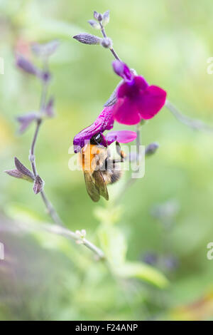Bombus Pascuorum. Gemeinsamen Carder Bumble Bee Fütterung auf eine Salvia Blume während haben Pollen lagern sich auf den Rücken. UK Stockfoto