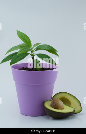 Avocado Pflanze und Avocadoscheiben auf weißem Hintergrund - Zimmerpflanze Stockfoto