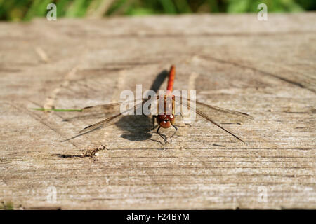 Gemeinsamen Darter Libelle am Stück Holz. Tiefland Heide. UK Stockfoto