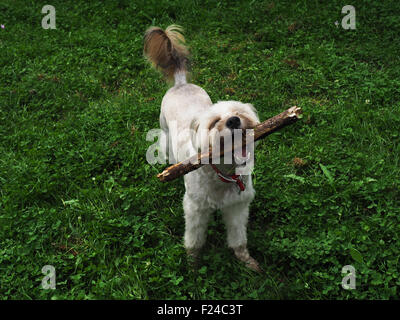 Glücklicher Hund mit stick Stockfoto