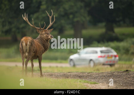 Rotwild-Hirsch (Cervus Elaphus), neben viel befahrenen Straße. Stockfoto