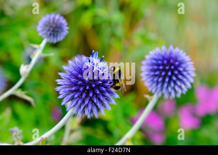 Blue Globe Thistle Bumble Bee Blütenstand Garten Stockfoto