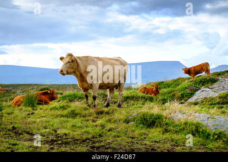 Rinder in der irischen Landschaft Stockfoto