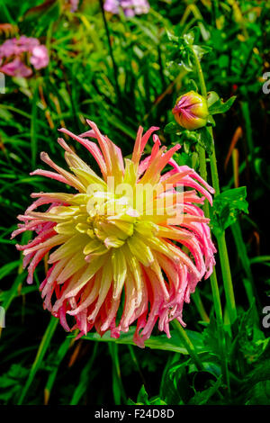 Dahlia Kaktus Alfred Grille Stockfoto