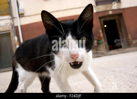 Foto einer aggressiven Katze auf der Straße Stockfoto