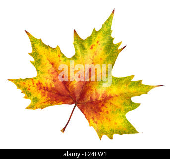 Schöne bunte Maple leaf in rot, gelb und grün, Symbol für Herbst, isoliert auf weißem Hintergrund, reich an Farben und Details