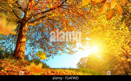 Goldene Herbstlandschaft mit einen netten Baum, Blätter fallen, klaren, blauen Himmel und die Sonne scheint warm Stockfoto