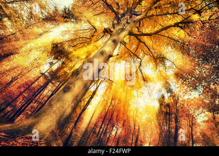 Bezaubernde Waldlandschaft im Herbst, mit intensivem stimmungsvolle Licht durch das Laub fällt Stockfoto