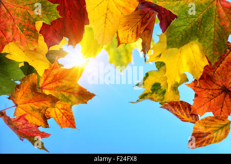 Buntes Herbstlaub im Vordergrund umrahmen den klaren blauen Himmel und die Sonne im Hintergrund