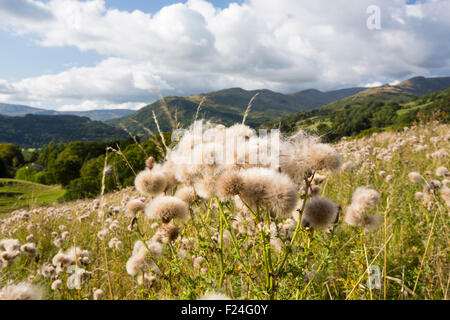 Distel nach unten, Zucker Stealers, Samenköpfe auf Distel Pflanzen in Ambleside, Lake District, Großbritannien. Stockfoto