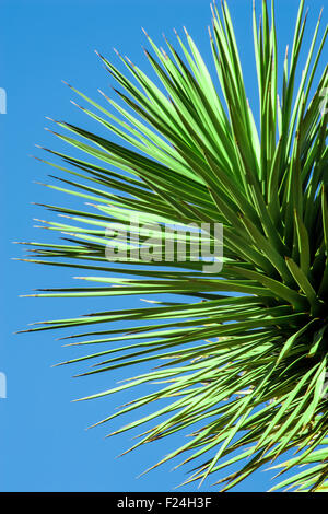 Nahaufnahme von Joshua Baum in Joshua Tree Nationalpark, Kalifornien, USA Stockfoto
