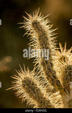 Buckhorn Cholla (Opuntia Acanthocarpa) Kaktus gefunden in der Nähe von Palm Springs, Kalifornien, USA. Stockfoto