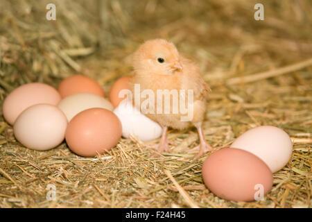 Buff Orpington Küken stehen neben Eiern in verschiedenen Farben, auf einem Bauernhof in der Nähe von Fall City, Washington, USA Stockfoto