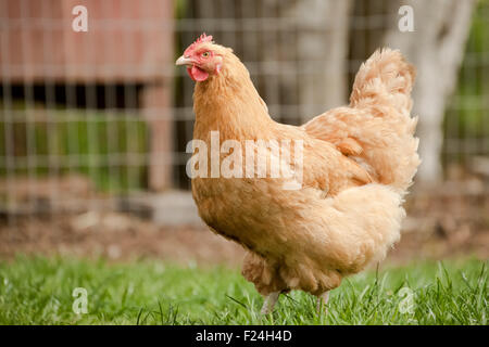 Buff Orpington-Henne in Freiheit in einem großen grasbewachsenen Stift in der Nähe von Fall City, Washington, USA Stockfoto