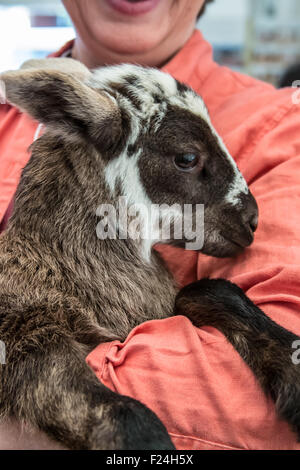 Frau hält ein Katahdin Haar Lamm auf der Mutter Erde News Messe in Puyallup, Washington, USA. Stockfoto