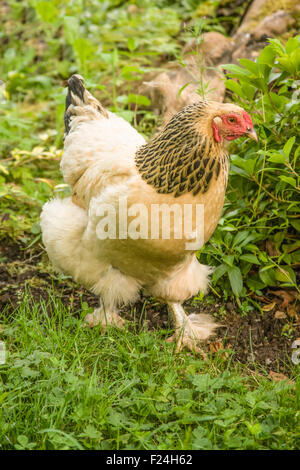 Freilandhaltung Buff Brahma Huhn Wandern in Issaquah, Washington, USA Stockfoto