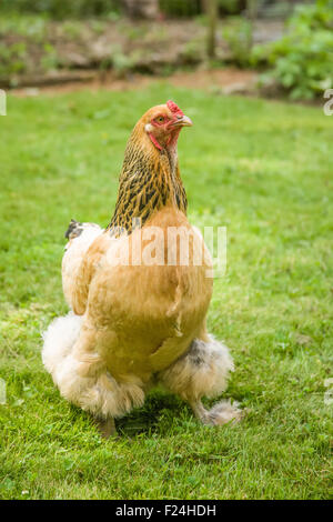 Freilandhaltung Buff Brahma Huhn Wandern in Issaquah, Washington, USA Stockfoto