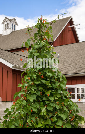 Scarlet Stangenbohnen wachsen auf ein Tipi Spalier vor einem gepflegten roten Scheune in Issaquah, Washington, USA Stockfoto