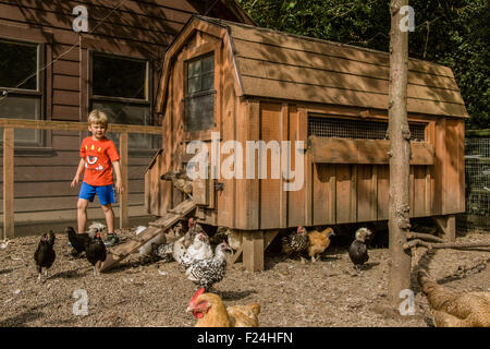 Fünf Jahre alten Jungen beobachten eine Herde von Mischling Hähnchen in Issaquah, Washington, USA Stockfoto