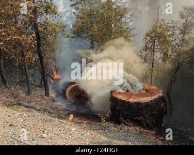 Rauch strömt aus einem Baumstumpf nach geverringert werden durch die Feuerwehr im Douglas komplexe Feuer im Douglas National Forest 14. August 2013 in der Nähe von Glendale, Oregon. Stockfoto