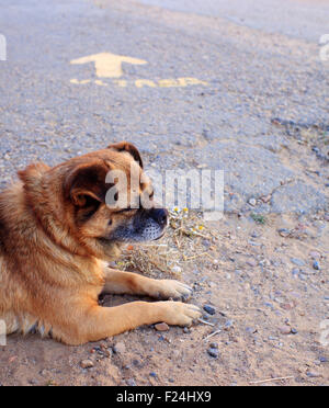 Hund und gelben Pfeil auf dem asphalt Stockfoto