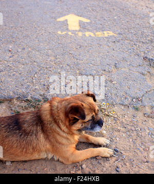 Hund und gelben Pfeil auf dem asphalt Stockfoto