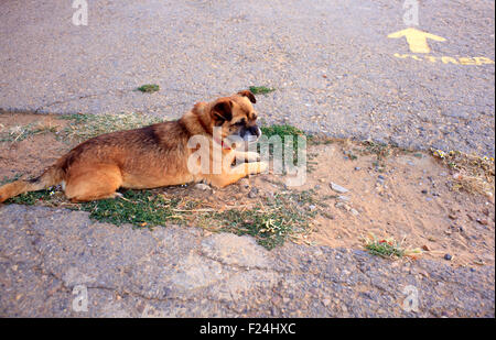 Hund und gelben Pfeil auf dem asphalt Stockfoto