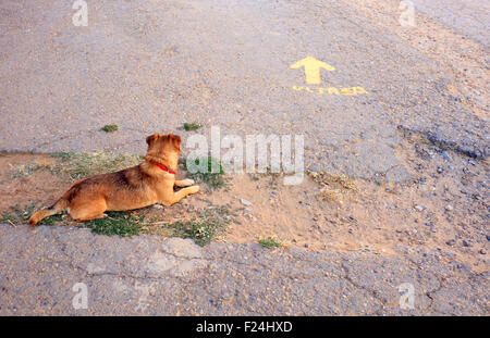 Hund und gelben Pfeil auf dem asphalt Stockfoto