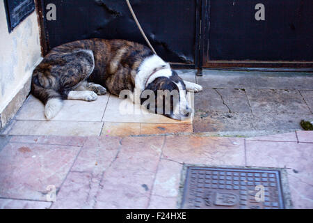 Hund auf der Straße Stockfoto