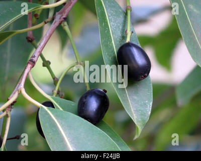 Reife Syzygium Cumini, Bewohner, Jambolan, Jamblang oder Jamun Frucht genannt wird gefunden in den Tropen Stockfoto