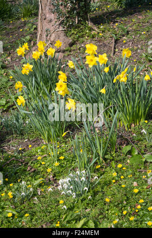 Frühlingsblumen in britischen Wald Narzissen, Schneeglöckchen und Celandines Wales UK Stockfoto