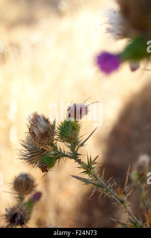 Insekt auf getrocknete Flowe, spanischen Landschaft Stockfoto