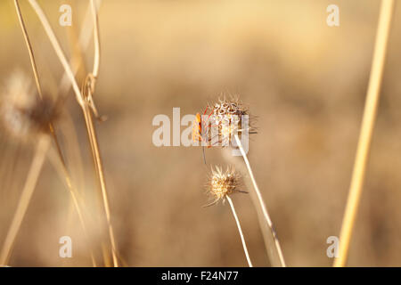 Insekt auf getrocknete Blume, spanischen Landschaft Stockfoto