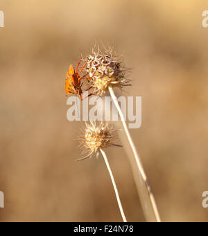 Insekt auf getrocknete Blume, spanischen Landschaft Stockfoto