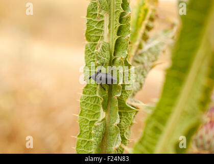 Insekt auf einem Blatt, spanischen Landschaft Stockfoto