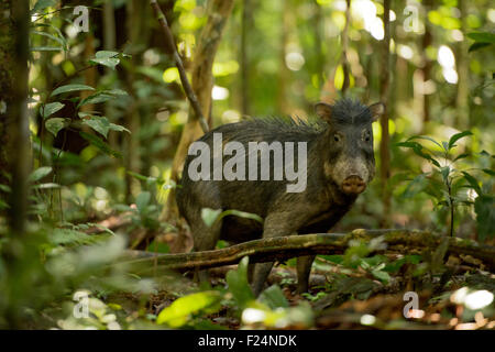 Weißlippen-Peccary (Tayassu Pecari) Yavari Fluss, Amazonas Region, Peru Stockfoto