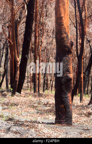 Nachwirkungen des Bushfire einen Monat nach Brand im Eukalyptuswald mit verbrannten verkohlte Bäume New South Wales NSW Australia Stockfoto