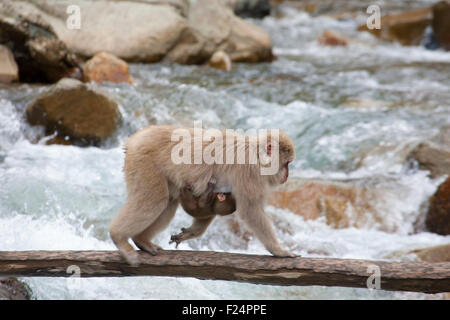 Japanische Makaken-Mutter, die auf einer Holzbrücke über einen Fluss läuft und an ihrem Fell kleine Affen festhält, in den Japanischen Alpen, Japan. Macaca fuscata Stockfoto