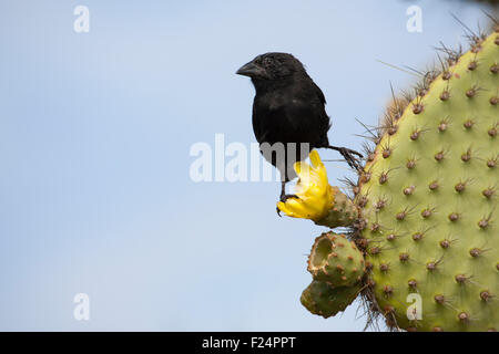 Gewöhnlicher Kaktusfinch (Geospiza scandens), männlicher Barsch auf den Galapagos-Inseln, der auf den Kaktuskernen (Opuntia galapageia) blüht Stockfoto