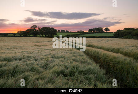 Sonnenaufgang auf dem Lande in der Nähe von Rilla Mill in East Cornwall Stockfoto