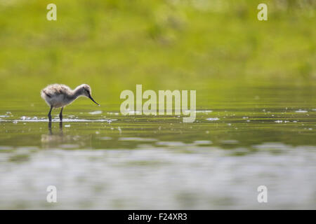 Pied Avocet Küken, Recurvirostra Avosetta, zu Fuß in Wasser auf der Suche nach Nahrung. Stockfoto