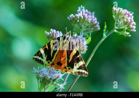 Nahaufnahme von einem Jersey Tiger Schmetterling, Euplagia Quadripunctari, eine Blume Nektar ernähren. Dies ist ein ein Tag fliegen Motten Stockfoto