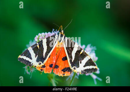 Nahaufnahme von einem Jersey Tiger Schmetterling, Euplagia Quadripunctari, eine Blume Nektar ernähren. Dies ist ein ein Tag fliegen Motten Stockfoto