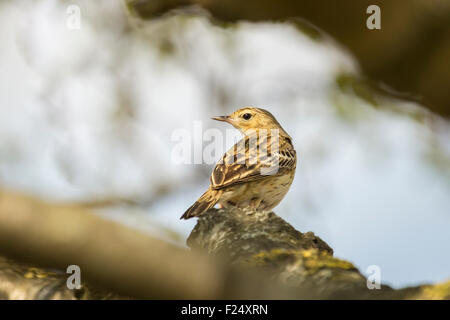 Baumpieper Anthus Trivialis, thront auf einem Baum singen während der Paarungszeit. Stockfoto