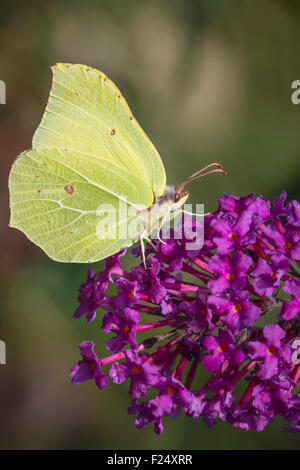 Eine gemeinsame Brimstone Schmetterling (Gonepteryx Rhamni) Fütterung Nektar aus einem Schmetterlingsstrauch oder Buddleja Stockfoto