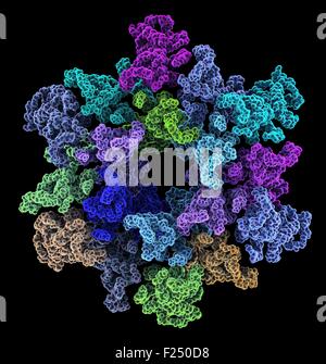 Frontalansicht einer molekularen Darstellung von einem unreifen humanen Immundefizienz-Virus Typ 1 (HIV-1) Kapsid in einer intakten Viruspartikel. Die funkionalen baut in ein Hexameric Protein Gitter an der Plasmamembran der infizierten Zelle, Induktion, angehende und Freisetzung von einem unreifen particle.leading, interne Umlagerung des Virus in die Reife, infektiöse Form. Stockfoto