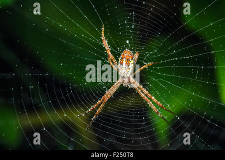 Spinne im Netz Stockfoto